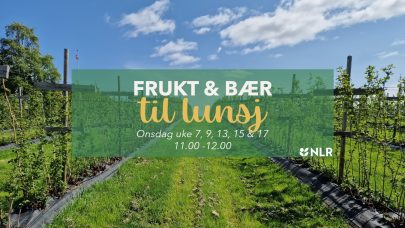 Frukt og baer til lunsj alt3 Hero