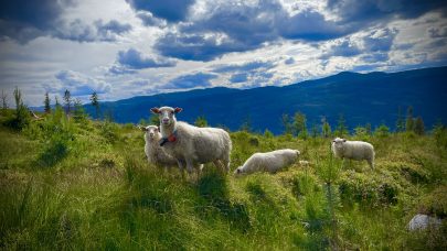 Sau på beite_Foto Marie Hov