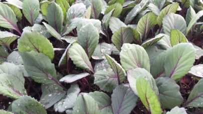 Smaplanter Hege Sundet