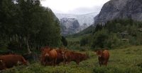 Limousin Jostedalen 2020 D