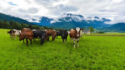 NLR Vest Byrkjelo Felde Samdrift 3289